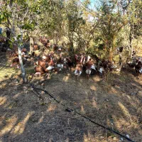 بوقلمون محلی|حیوانات مزرعه|قروه, |دیوار