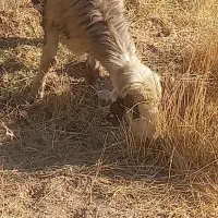 فروش ۳ راس میش بره دار|حیوانات مزرعه|شیراز, خلیلی|دیوار