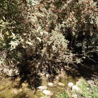 همخونه سالم و غیرسیگاری|اجارهٔ آپارتمان|تهران, دهم فروردین|دیوار