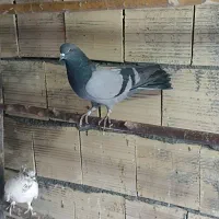 کبوتر سبز نر پرشی