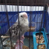 جوجه عروس وایت فیس شاه تخم