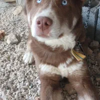 سگ نژاد هاسکی و دوبرمن