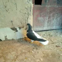 چپ سیاه ماده آس|پرنده|تاکستان, |دیوار