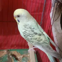 مرغ عشق