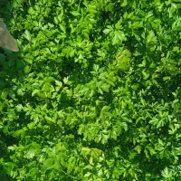 سبزی تازه و طبیعی ارسال رایگان مستقیم ازباغ
