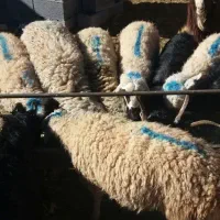 بره بز گوسفند چپش بزغاله میش شیشک گاو گوساله