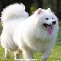 فروش سگ کوچک