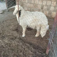 بره قوچ سنجابی|حیوانات مزرعه|چرداول, |دیوار