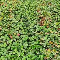 نهال توت فرنگی سابرینا|خدمات باغبانی و درختکاری|دلند, |دیوار