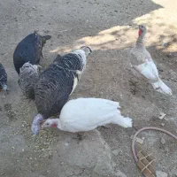 بوقلمون نر و ماده جوان|حیوانات مزرعه|تاکستان, |دیوار