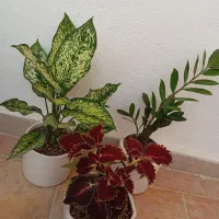 گل طبیعی با گلدان سرامیکی|گل و گیاه طبیعی|زنجان, |دیوار