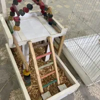 قفس و اسباب بازی پرنده|لوازم جانبی حیوانات|لاهیجان, امیرشهید|دیوار