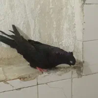 کفتر پرشی