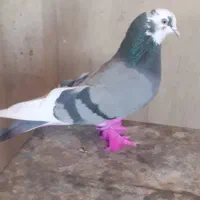 کفتر یا کبوتر پرشی|پرنده|ساوه, |دیوار