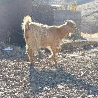 فروش بز آبستن دوقلو زا