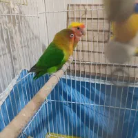 سه عدد طوطی برزیلی