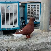 کفتر|پرنده|شیراز, حجت آباد|دیوار