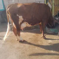 گاو ،وگوساله‌