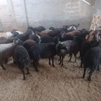 بره چاق موجود است