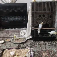 عروس هلندی|پرنده|شیراز, منطقه هوایی شهید دوران|دیوار