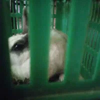 یک عدد خرگوش