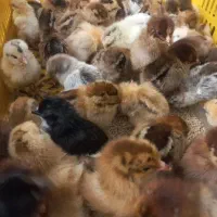 جوجه خانگی واقعا سالم باتغذیه اب عسل بجای اب