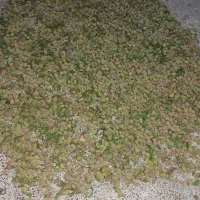 بادام دوپوست بادام سبز گردوتازه گردو سبز سیر