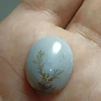 تک درخت قائن سوزنی عقیق