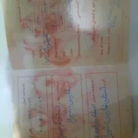 سگ شیتزو تربیت شده و باهوش