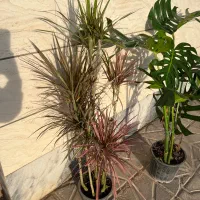 گلهای با کیفیت و قیمت عالی