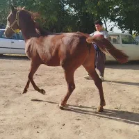 اسب نریان|اسب و تجهیزات اسب‌سواری|همدان, |دیوار