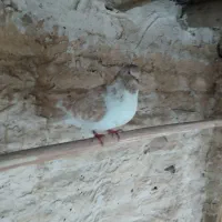 کبوتر رفته|حیوانات|حاجیلار, |دیوار