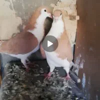 یک جفت امری زد عروسک زرد زرد فروشی