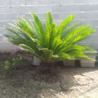 سیکاس