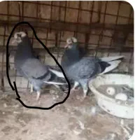 جوجه شازده گمشده