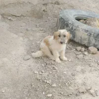 سگ پا کوتاه ماده