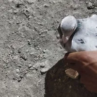 ۴عددکفتر