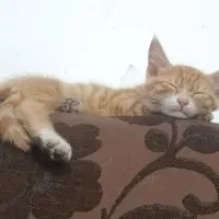 بچه گربه زرد رنگ