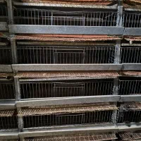 قفس بلدرچین