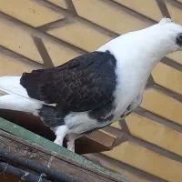 کفتر دوکتی جوجه