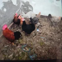 مرغ و خروس محلی