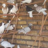 کبوتر