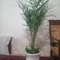 کولرابی