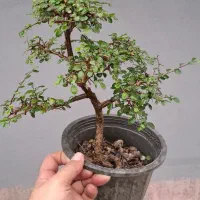 بونسای نارون ژاپنی