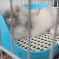 خرگوش لپی|موش و خرگوش|بوشهر, |دیوار