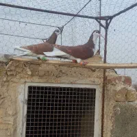 کبوتر پرشی سرخ خش رنگ