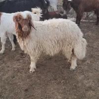 شک ورن .مهران