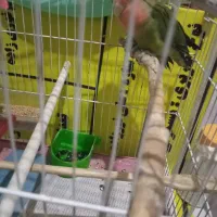 کوتوله مولدجفت|پرنده|تبریز, |دیوار