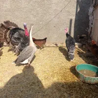 بوقلمون قوغاز مرغ خروس|حیوانات مزرعه|قرچک, فردیس|دیوار