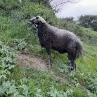 قوچ گوسفند نر بره قوچ